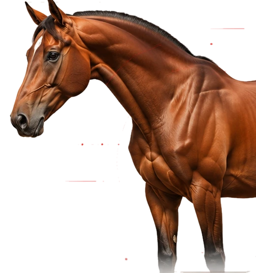 Cavalo atleta da linha Nitro